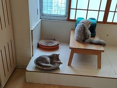 -Let's go狗咖·猫咖·奶狗·桌游(春熙路IFS店)