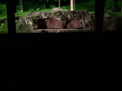 -夜间野生动物园