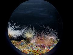 -欢乐海岸海洋奇梦馆