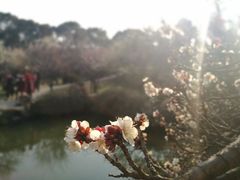 -香雪海