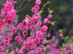 -南国桃园旅游度假区