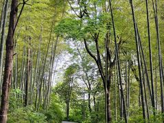 -潜山国家森林公园