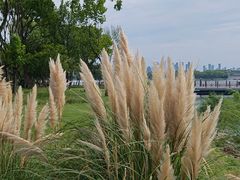 -长广溪湿地公园