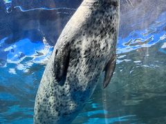 -上海海洋水族馆