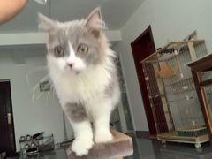 -宠颐生宠物医院·犬猫全科·皮肤科(商业街店)