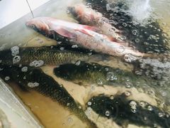 -木火铁锅炖活鱼(赤城分店)