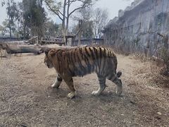 -武汉动物园
