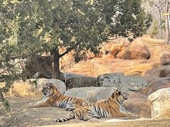 -北京野生动物园