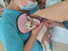 -爱贝特动物医院·猫口炎专科