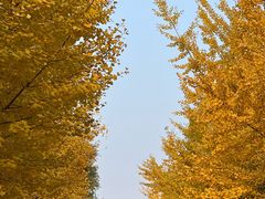 -长白岛森林公园