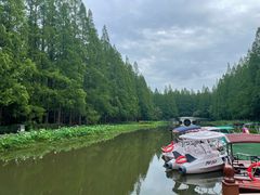 -水杉园