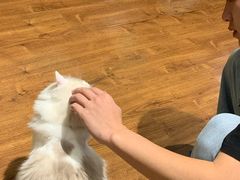 -绒爪撸猫下午茶·猫咖