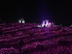 -大塘金香草谷