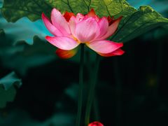 -陈家山荷花公园