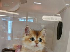 -三花喵·撸猫购宠·宠物生活馆(虹桥南丰城店)