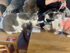 -猫猫幼稚园·撸猫·桌游·电玩