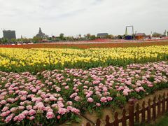-荷兰花海