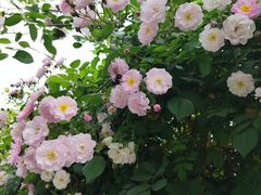 -无锡师范学校附属小学(学前街校区)