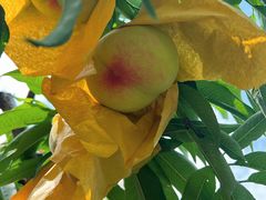 -老袁家蜜桃农场·阳山水蜜桃