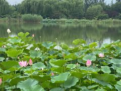 -燕郊植物园