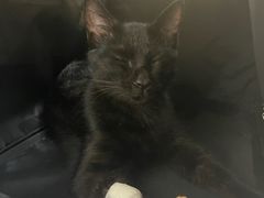 -喜多萌中农锦绣动物医院24H·猫科·牙科MRI·CT