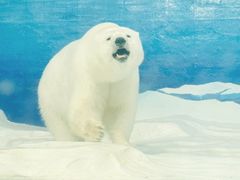 -海合安天津极地海洋公园