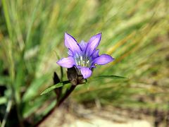 -那香海钻石沙滩浴场