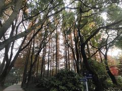 -上海醉白池公园