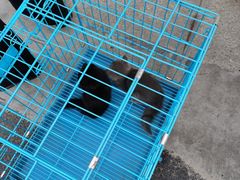 -关爱宠物医院·猫科中心·消化科(滨湖万达分院)