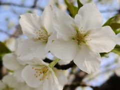 -高子水居