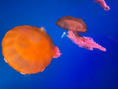 -太平洋海底世界