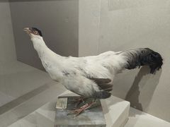 -迪庆藏族自治州博物馆