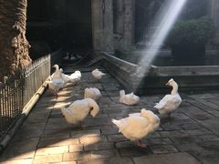 -巴塞罗那主教座堂