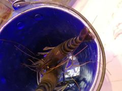 -澜悦港海鲜体验主题餐厅