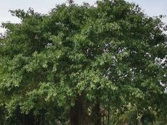 -白沙门生态公园