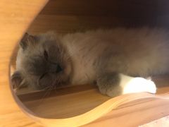 -more than meow吴止猫主题餐厅(承德 中船汇店)