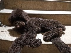 -more than meow吴止猫主题餐厅(承德 中船汇店)