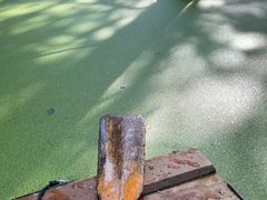 -渌洋湖湿地公园