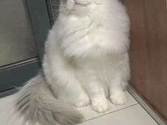 -客栈猫舍(中央北路店)