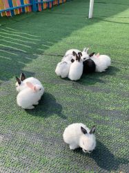 -萌宠亲子动物乐园(槐房万达店)