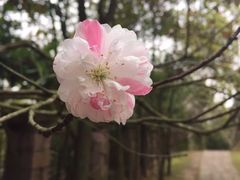 -蛇蟠岛