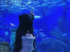 -海合安武汉极地海洋公园