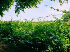 -北京张裕爱斐堡酒庄