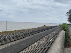 -上海滨江森林公园