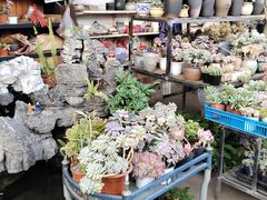 -桂林市花鸟市场