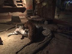 -清迈夜间动物园