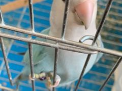 -有猫主题·治愈系猫咖(曾厝垵店)