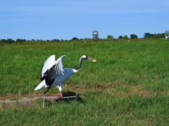 -盐城丹顶鹤湿地生态旅游区