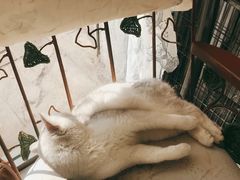 -平行世界·猫咖(首经贸店)