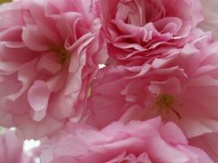 -白塘生态植物园